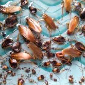 Pest Control Tuart Hill