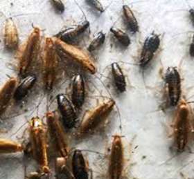 Pest Control Dunlop