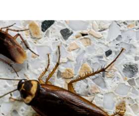 Pest Control Dunlop