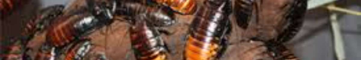 Pest Control Newstead Banner