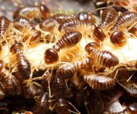 Pest Control Newstead