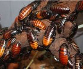 Pest Control Newstead