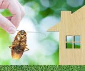 Pest Control Wollongong