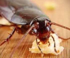 Pest Control The Vines