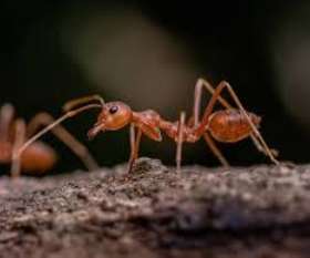 Pest Control The Vines