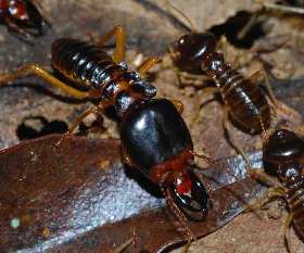 Pest Control Potts Point