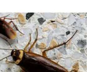 Pest Control Rivervale