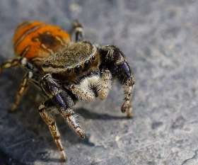 Pest Control Rivervale