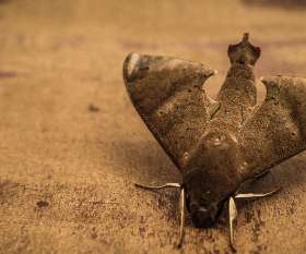 Pest Control Rivervale