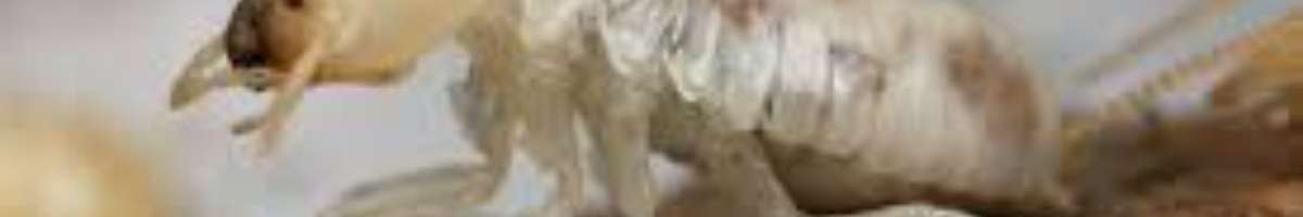 Pest Control Downer Banner