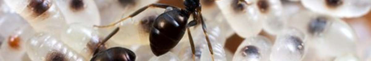 Pest Control Gidgegannup Banner