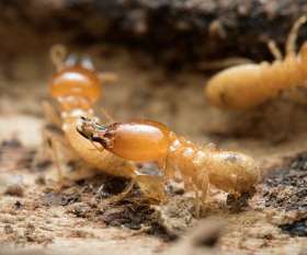 Pest Control Gidgegannup