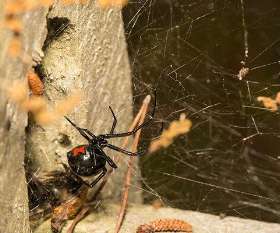 Pest Control Gidgegannup