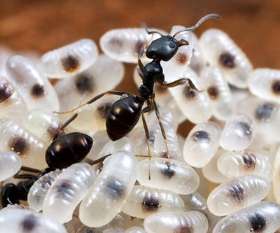 Pest Control Gidgegannup