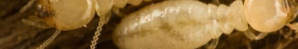 Pest Control Pimpama Banner