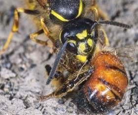 Pest Control Lesmurdie
