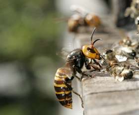 Pest Control Lesmurdie