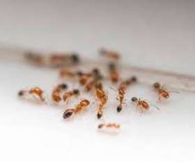 Pest Control Newport