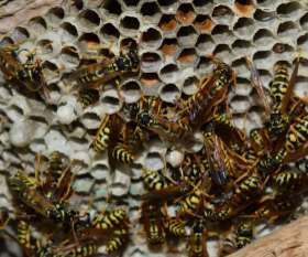 Pest Control Preston