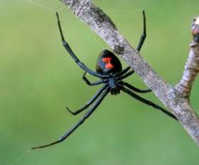 Pest Control Preston