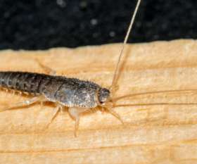 Pest Control Preston