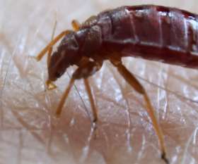 Pest Control Preston