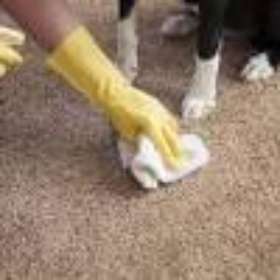 Pest Control Homebush