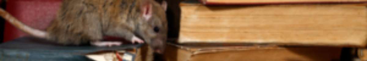 Pest Control Pyrmont Banner