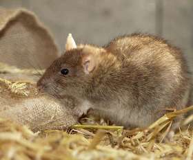 Pest Control Pyrmont