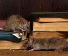 Pest Control Pyrmont