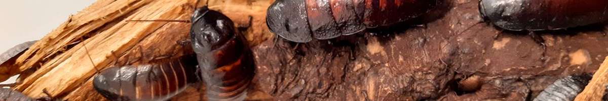 Pest Control Redfern Banner