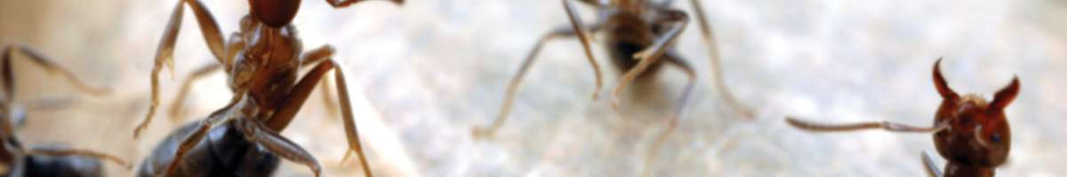 Pest Control Leichhardt Banner