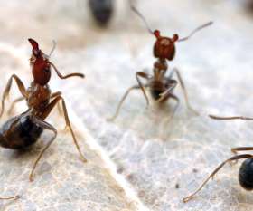 Pest Control Leichhardt