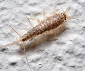 Pest Control Leichhardt