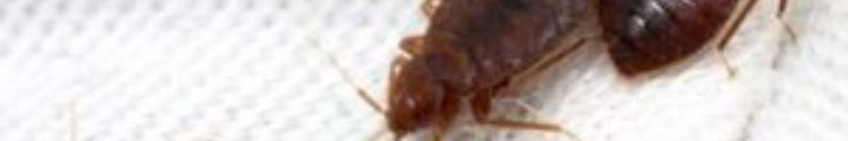 Pest Control Carrara Banner