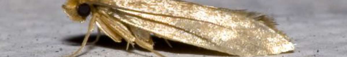 Pest Control Bulimba Banner