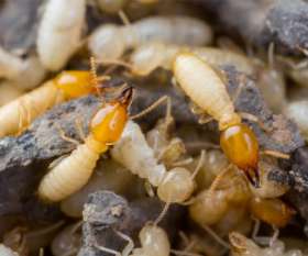 Pest Control Kelvin Grove