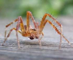 Pest Control Kelvin Grove