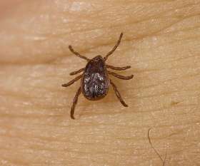 Pest Control Kelvin Grove