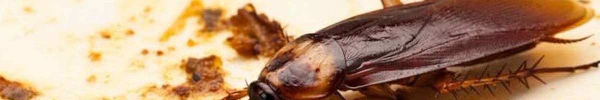Pest Control Banks Banner