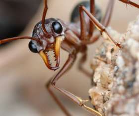 Pest Control Banks