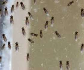 Pest Control Banks