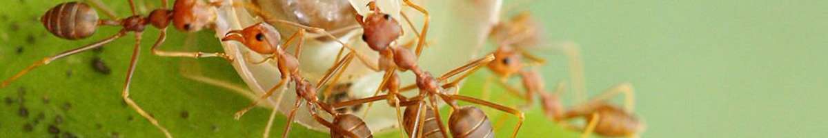 Pest Control Mountain Creek Banner
