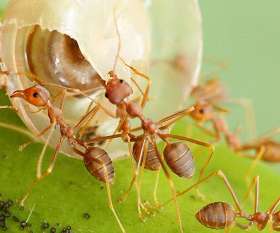 Pest Control Mountain Creek