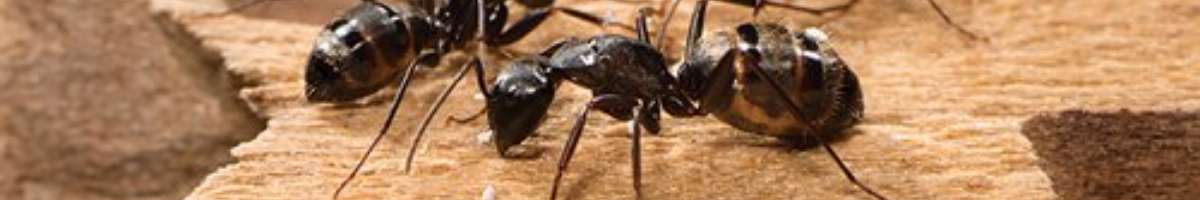 Pest Control Labrador Banner