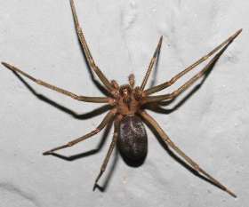 Pest Control Labrador