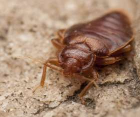 Pest Control Labrador
