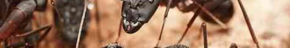 Pest Control Mount Martha Banner