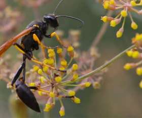 Pest Control Mount Martha