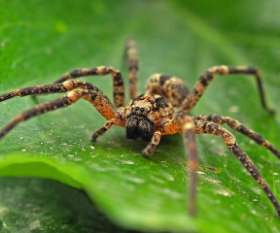 Pest Control Mount Martha